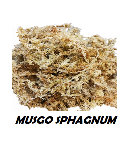MUSGO SPHAGNUM - DESHIDRATADO - 100 Gr.